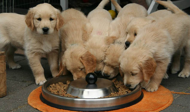 Six golden retriever puppies eating kibble out of a large steel food bowl