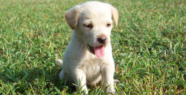 A Golden Retriever puppy with its tongue out sitting on grass