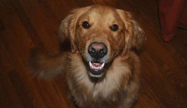 A Labrador Retriever looking slightly upward with their mouth open to reveal their tongue and bottom teeth