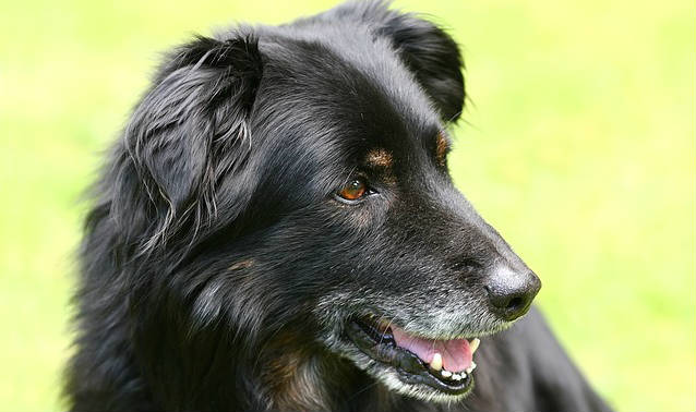 An older black-haired dog's muzzle is slightly open exposing its tongue and bottom teeth