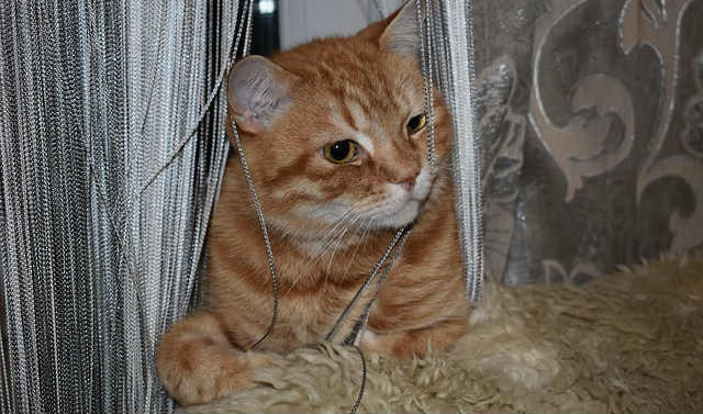 An orange Tabby cat sitting through a silver string curtain