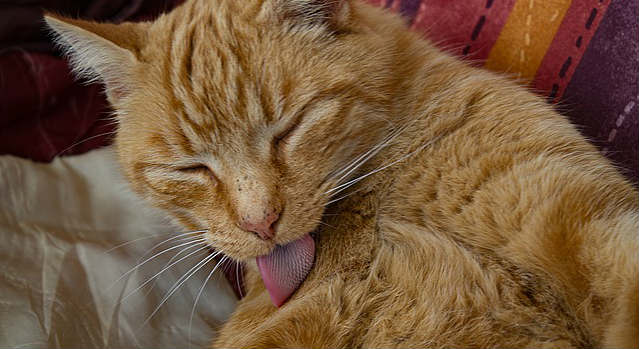 An orange Tabby cat licking its fur revealing the backward-facing barbs on its tongue