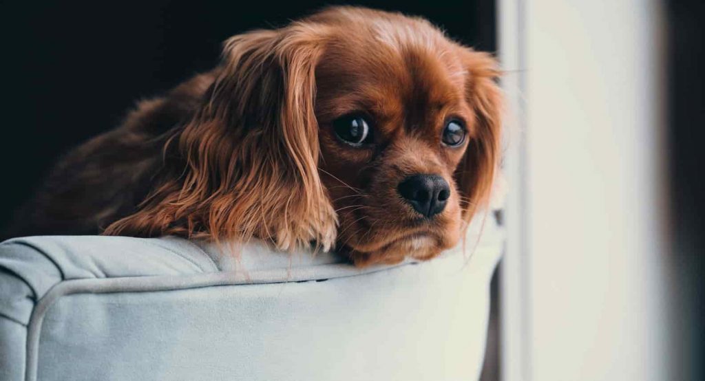 A sad looking Spaniel leaning over a white chair