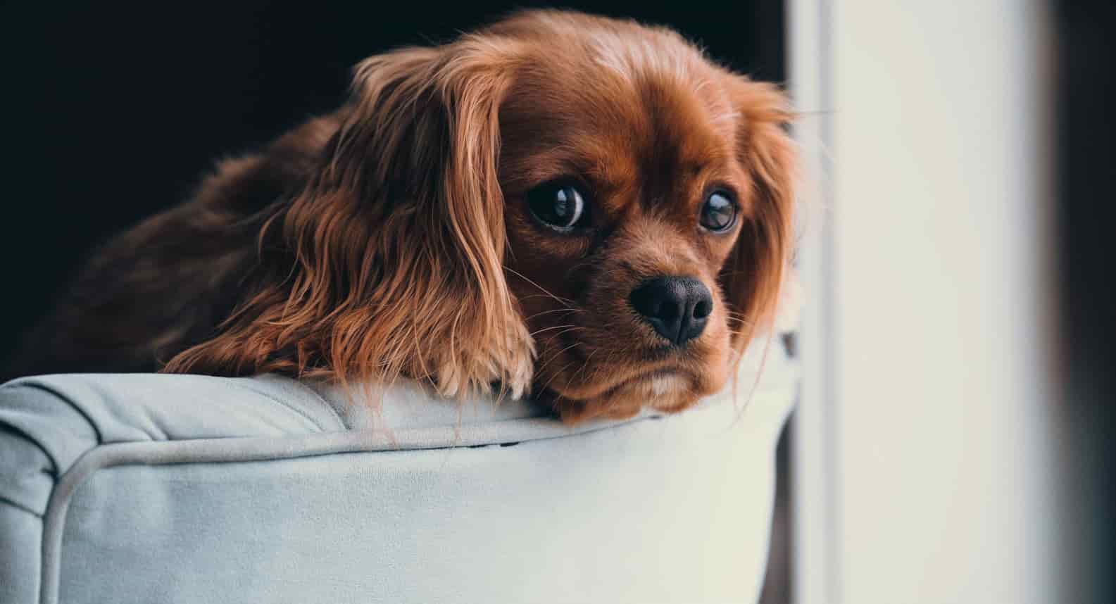 What can I give my dog for anxiety?