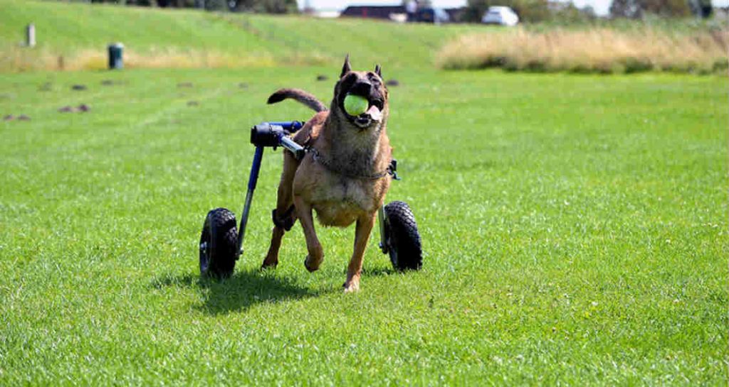 A three-legged dog is running in the grass with a tennis ball in its mouth