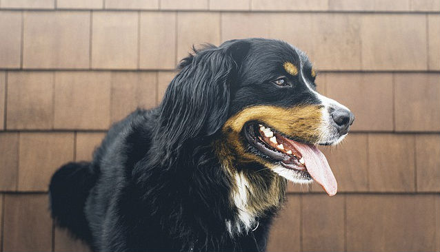 A Bernese Mountain Dog panting with their tongue out