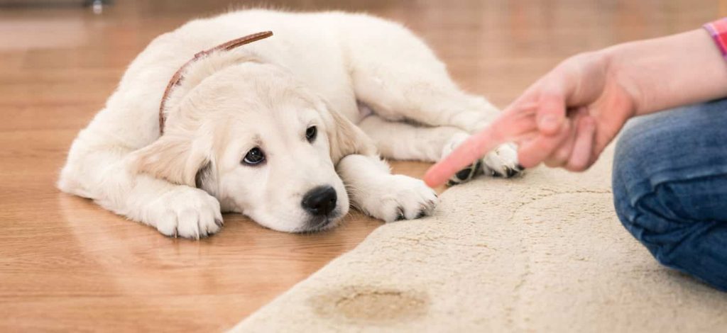 A dog sitting on a wooden floor that is being scolded for urinating indoors on a beige carpet