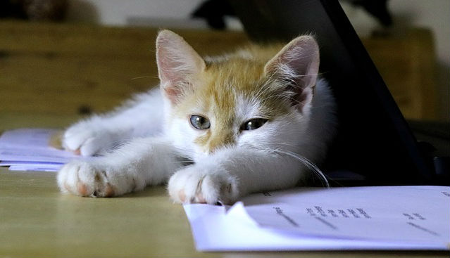 A cat laying on top of paper behind a black laptop