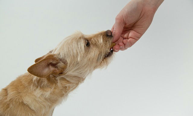 A person feeding a dog a biscuit that is sitting