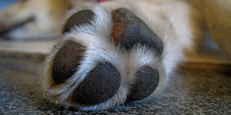 Why are my dog’s paws itchy and what is the treatment?