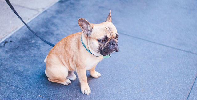 A leashed dog sitting on the pavement