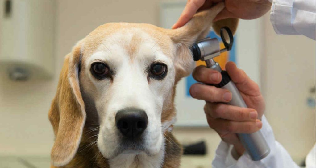 An otoscope is being inserted into a dog's ear