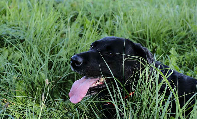 A black Labrador Retriever sitting in tall grass and panting