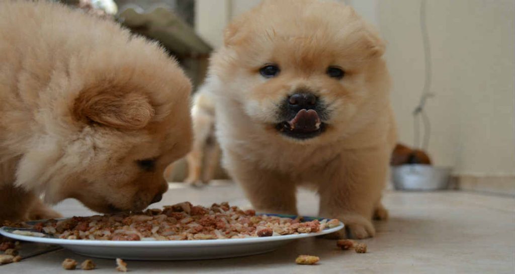 Two chow-chow puppies are eating food off of a plate