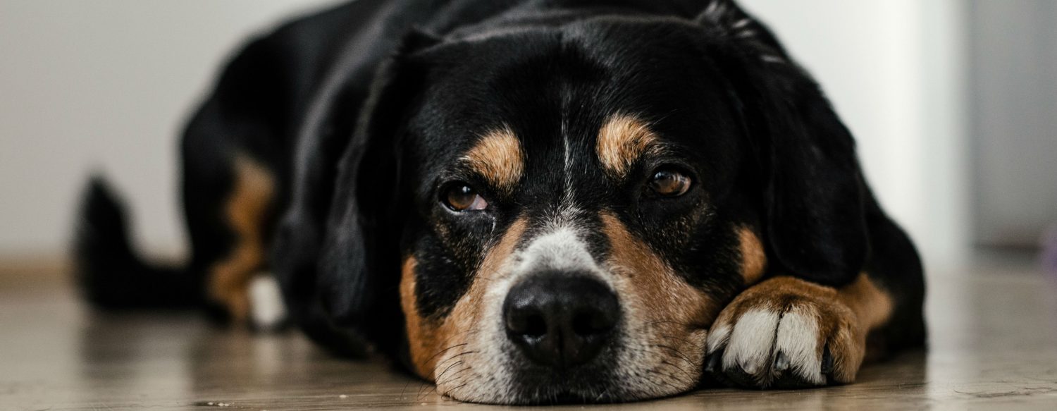 What steps should be taken to treat a large dog’s hind leg injury? If the diagnosis is arthritis, what are some things that can be done to improve the condition?