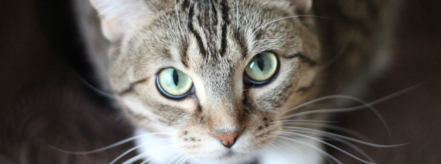 What is causing a lump and rash above my cat’s eyes and what next steps should I take? What is causing a lump and rash above my cat’s eyes and what next steps should I take?