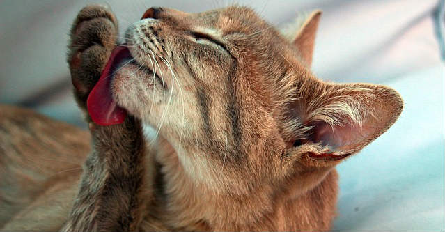 A Mackerel cat grooming its leg