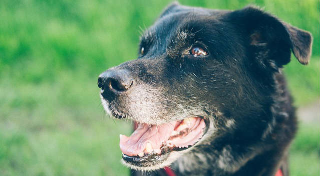 An older dog with black fur smiling with its mouth open