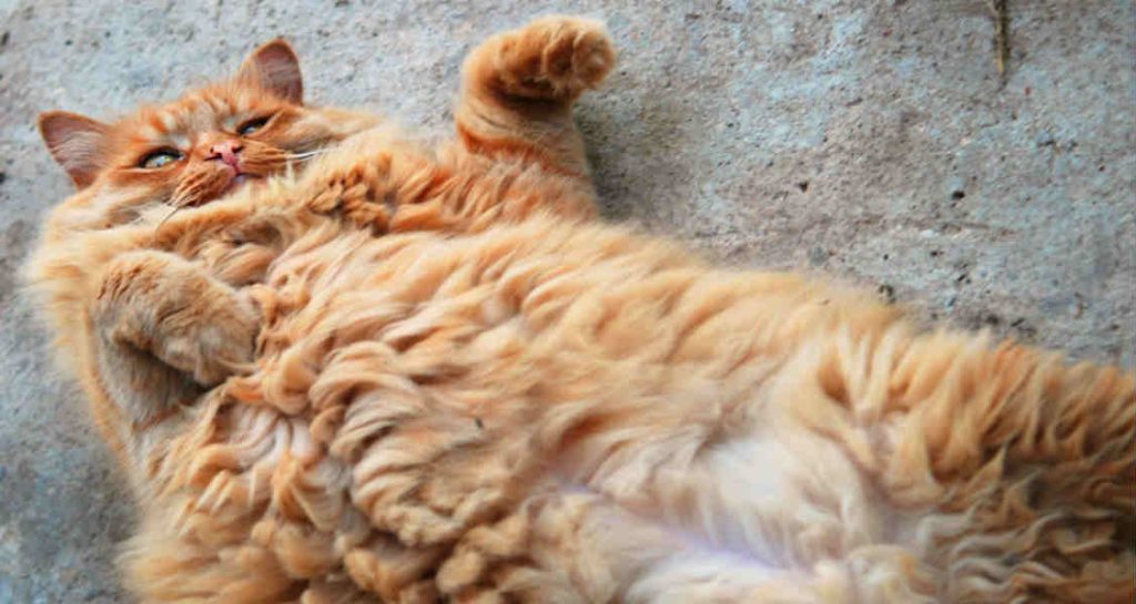 An overweight ginger tabby cat is laying on their back and exposing their belly
