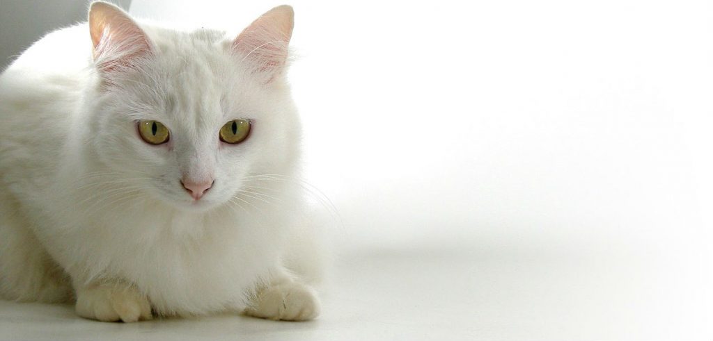 A Persian cat with yellow eyes crouched down in a seated position