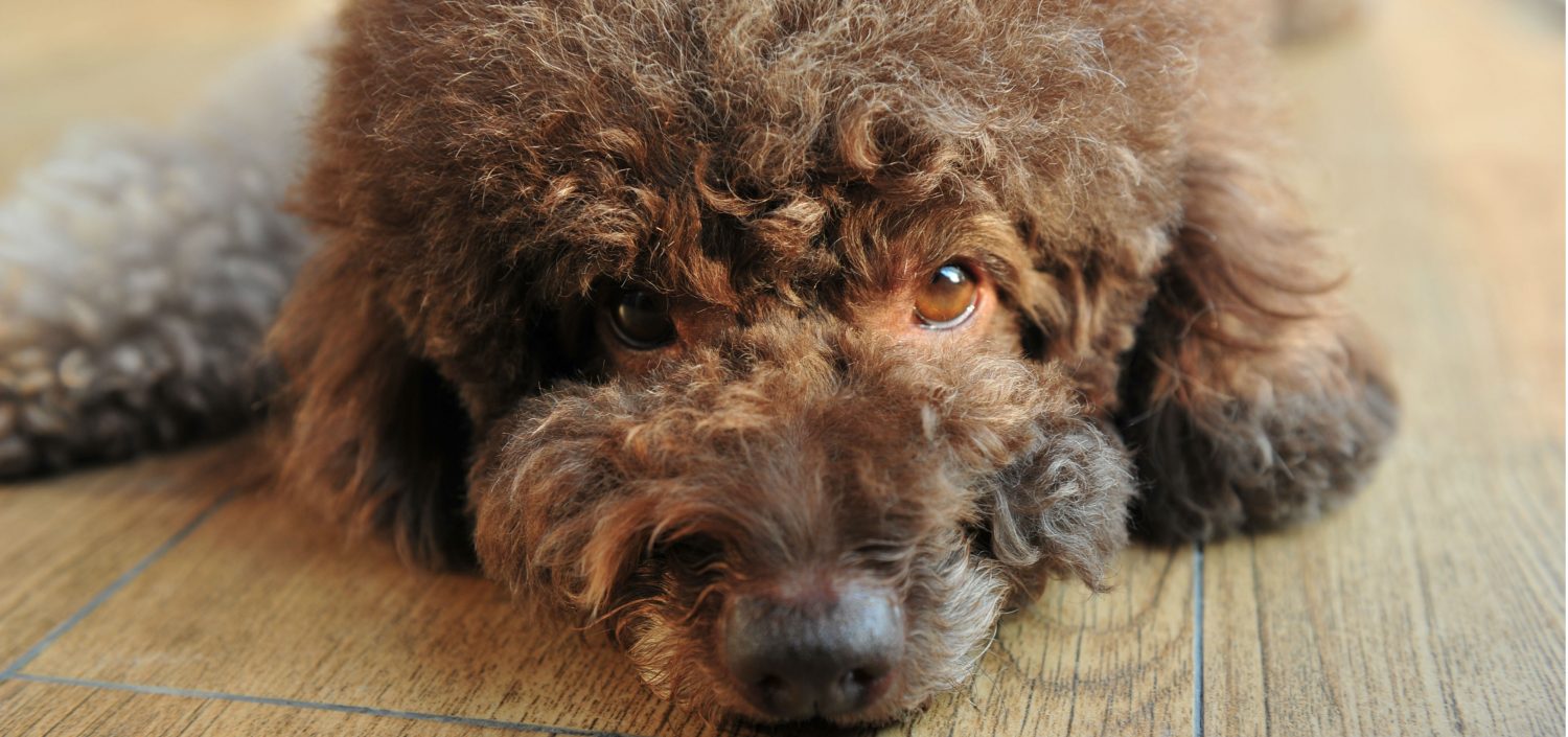 Is there a product that will help promote a dog’s hair growth?