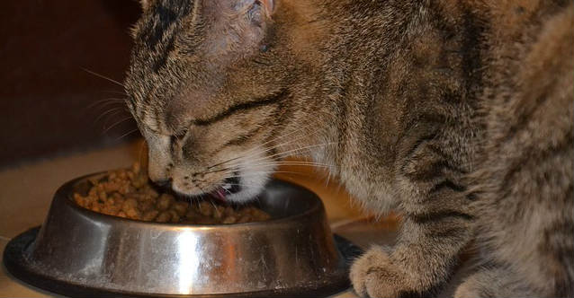 A Tabby cat crouched down eating dry food out of a steel bowl