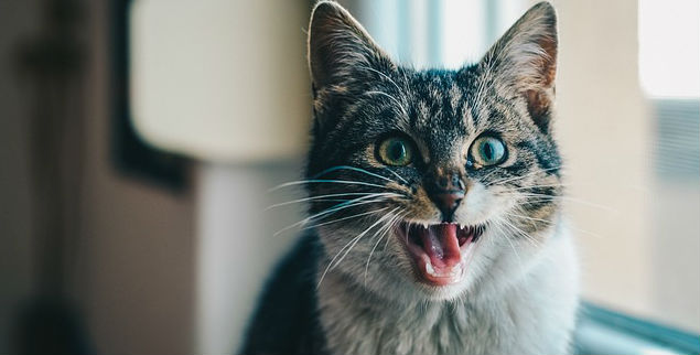 A Tabby cat sitting upright and snarling