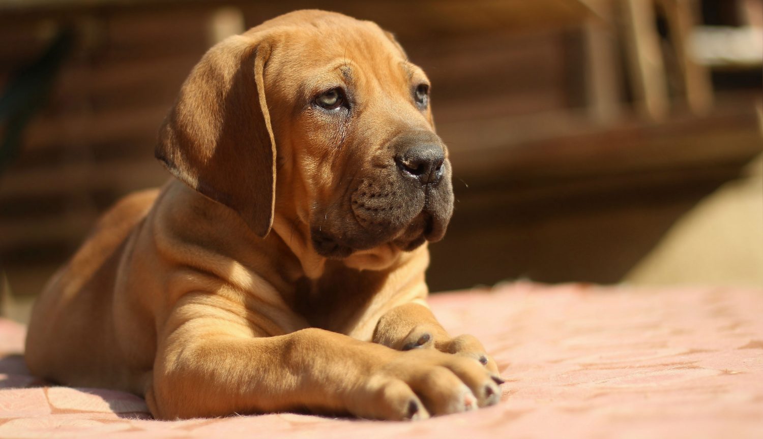 Why does my puppy have bumps on her skin and is scratching herself? How should this be treated?