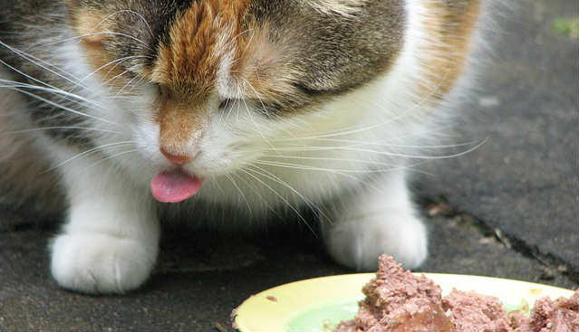 A cat with its tongue out that is standing behind a plate with wet food