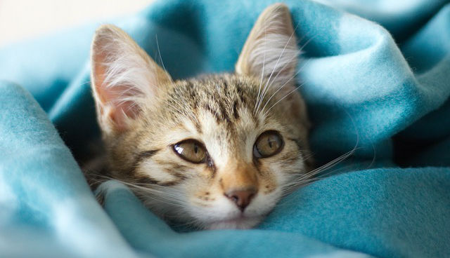 A cat laying in a blue blanket with its head poking out