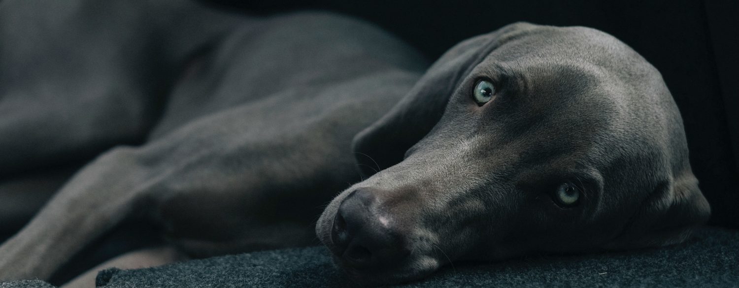 Would eye discharge 2 days after feeding my dog chicken be a sign of chicken allergies? Would eye discharge 2 days after feeding my dog chicken be a sign of chicken allergies?