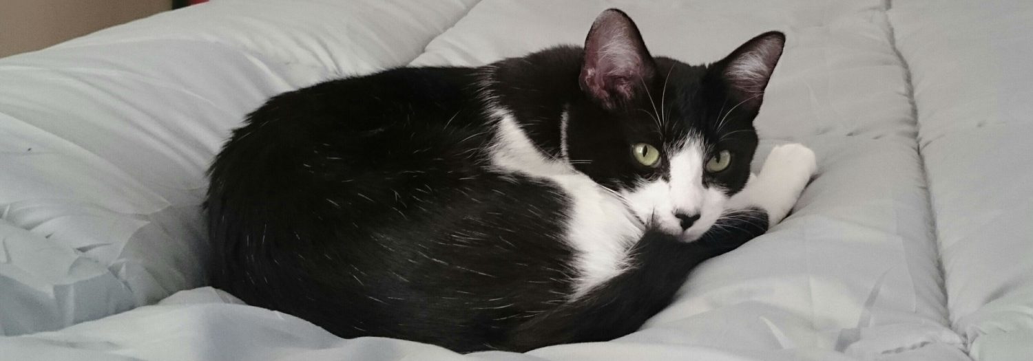 Could dry food be causing my cat’s diarrhea? Could dry food be causing my cat’s diarrhea?