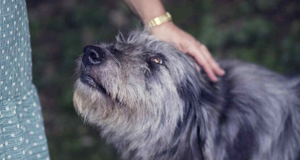 A grey and white haired dog is being petted near its head
