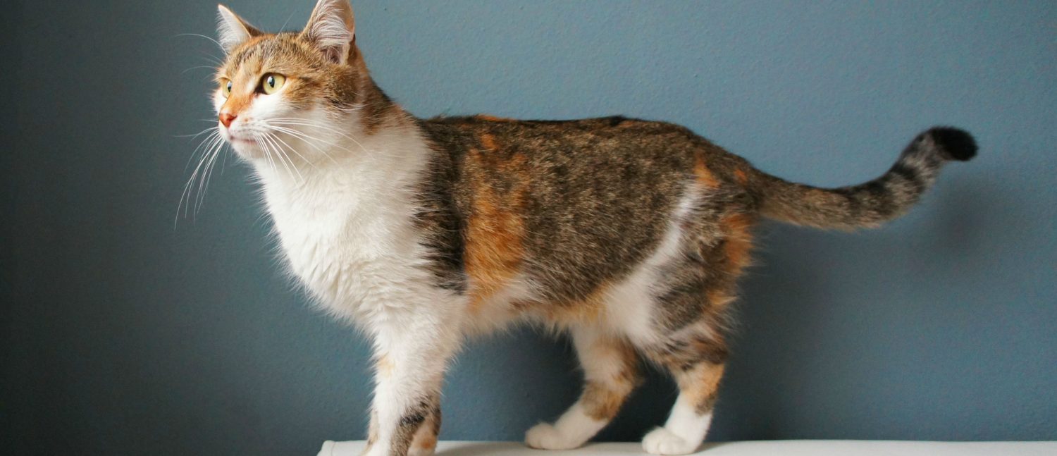 Could a pinched nerve in my cats tail cause her to be incontinent? Could a pinched nerve in my cats tail cause her to be incontinent?