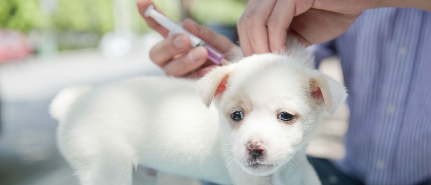 Could vaccines cause a puppy to develop skin irritations? Also, which vaccines are recommended for a puppy?