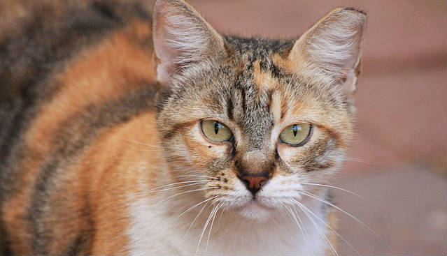 A senior domestic tortoiseshell cat standing