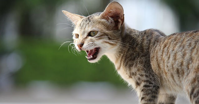 A shorthaired cat with stripes is meowing while they are standing