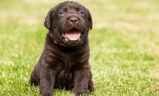 A brown Labrador Retriever puppy sitting outside on the grass with its tongue sticking out