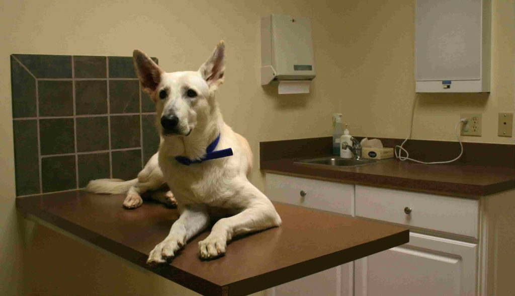 A white dog sitting on top of an exam table at a veterinary clinic