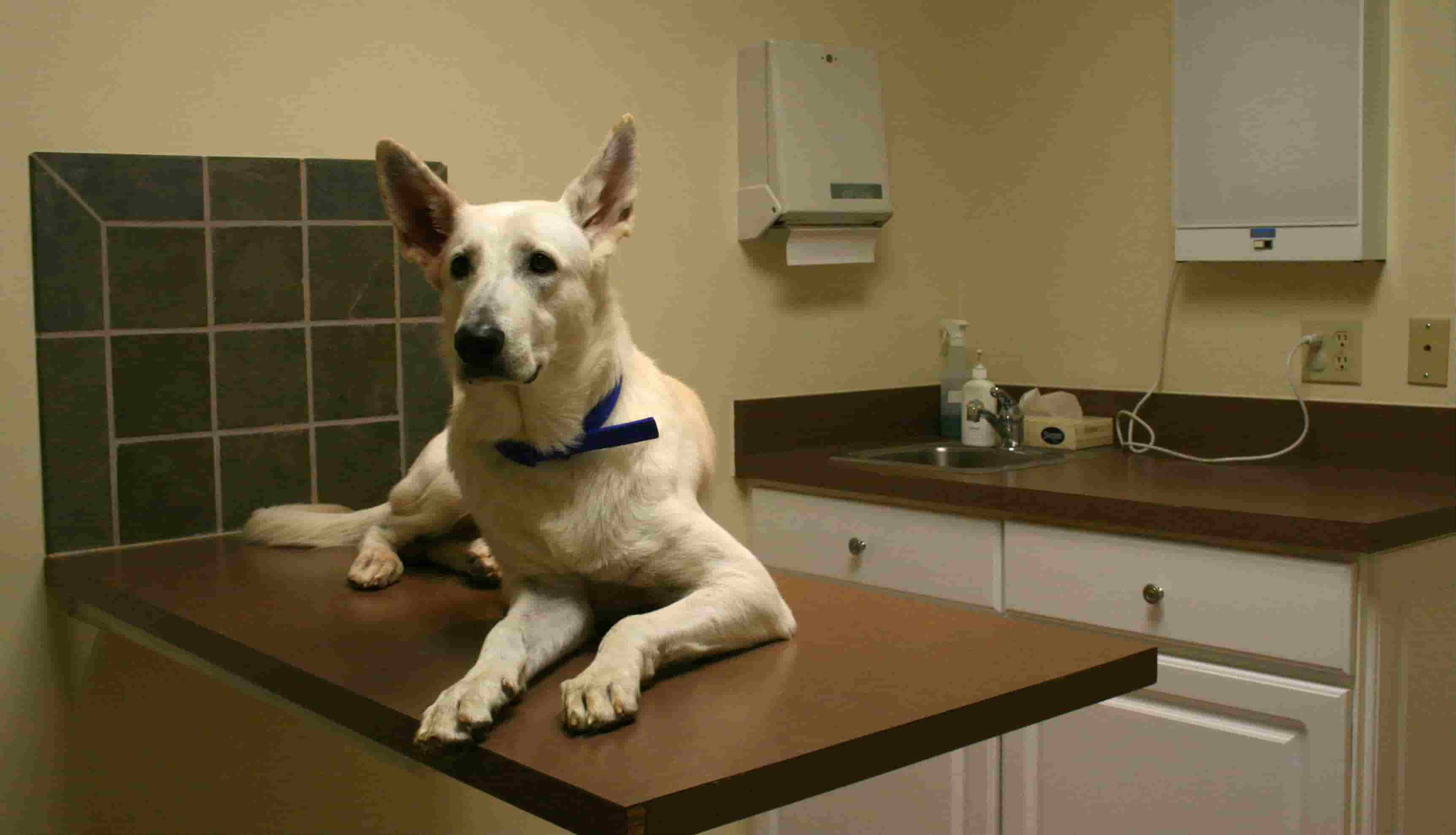 Should a canine lipoma be removed and can they be prevented? Should a canine lipoma be removed and can they be prevented?