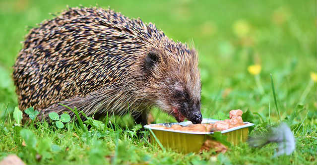 A European hedgehog is eating out of a tin container on the grass