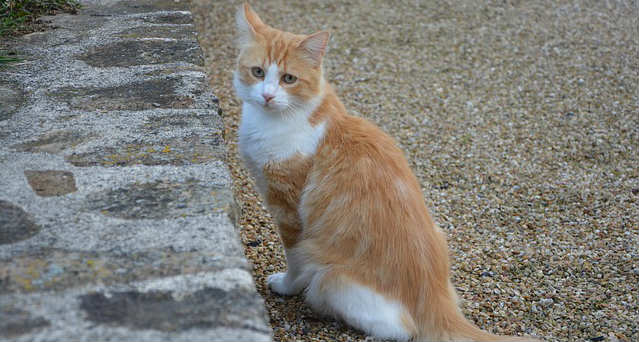 An orange and white male cat standing outside on gravel next to a stone wall