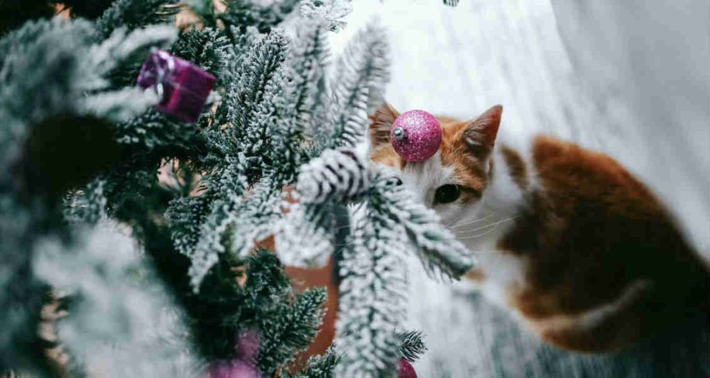 A red and white tabby cat sitting upright underneath a decorated Christmas tree and looking upwards