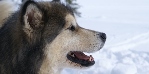 An Alaskan Malamute is outside in the snow