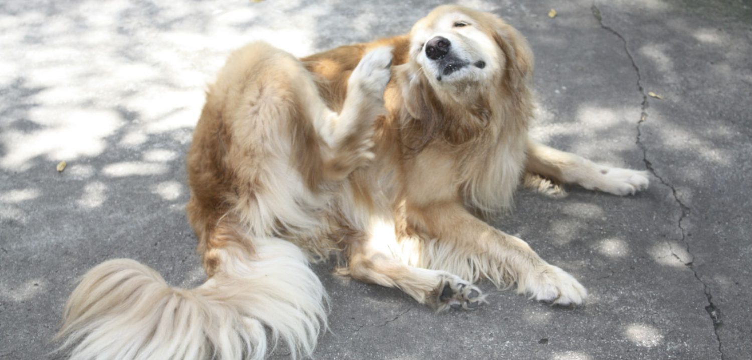 My dog is always licking his paws and has dark red patches on his belly. What is the cause and treatment?