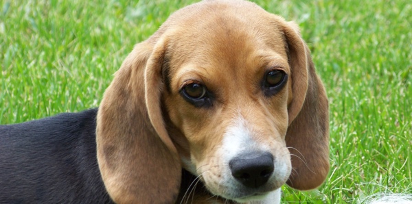 A Beagle puppy is sitting on grass