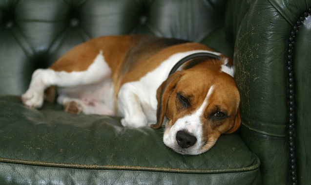 A Beagle resting on a green leather couch