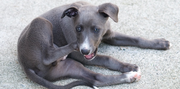 A Blue Whippet puppy is sitting on the ground and scratching themselves