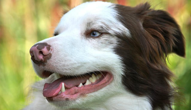 Do retained baby teeth in dogs have to be pulled if they don’t fall out? Do retained baby teeth in dogs have to be pulled if they don’t fall out?