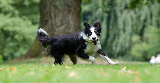 A Border Collie running in the grass in front of a tree